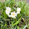 やはり野に置け野草花