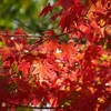 法然院の紅葉2020、見ごろや現在の状況。