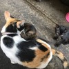 にゃんこな朝。