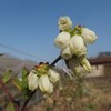 ブルーベリー開花と剪定2　新利用者紹介　花びら掃除