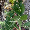 スナックエンドウの花が咲きました。