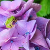 蛙と紫陽花