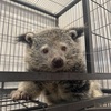 ビントロングに会いにSlowlyTailに行ってきた！