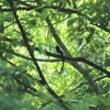 憧れの鳥サンコウチョウといつも見られる鳥たち