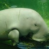 飼育種類数日本一の鳥羽水族館に行ってきました