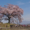 韮崎、わに塚の桜、、、