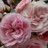 薔薇