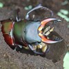アルケスツヤ　オス羽化