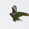 若いオオタカ雌成鳥の獲物掴み飛翔。