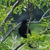 今週も山原（野鳥少なめ）