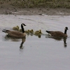 カナダガン(Canada Goose)の親子
