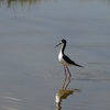 クロエリセイタカシギ(Black-necked Stilt)