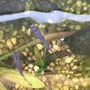 メダカを飼って52週目「ペットは飼い主に似るというけれど･･･」のハナシ〈mata.〉