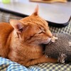 猫の高脂血症と軟便、それぞれのサプリと効果