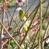 春のおすそわけ