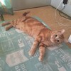 『夏の風物詩』 ～ねこのてんまの大股開き❣️   主婦ブログ  元保護猫  猫