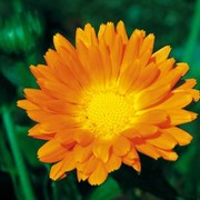 ８月誕生花 カテゴリーの記事一覧 誕生花写真365カレンダー 01年日本初登場