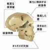 Bing さんからの共有: サルからヒトへ､古代DNAが明かした人類のルーツ 遺伝子配列の変化をさかのぼると祖先がわかる
