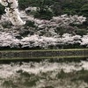 桜に誘われ、秋田の金浦へ