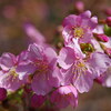 河津桜がやっと咲きました（前編）