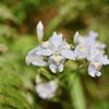 野草といっしょ66 シャガ