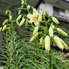 心待ちにしていた花が咲きました(❁´◡`❁)