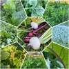 野生的菜園2024 / 11月25日