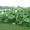 ハスの花の季節が来ました「立田赤蓮保存田」を紹介します