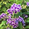 ハリマツリ、ルリマツリの花が咲き出す