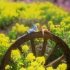 菜の花