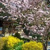 京都御苑宗像神社