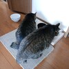 Vポイント始動