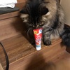 いざ、お月見集会へ