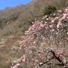 湯河原梅林（幕山公園）が見頃！梅まつり「梅の宴」は3月9日まで｜2025年開花状況、梅のじゅうたん、アクセス、バス、入園料、駐車場（神奈川県足柄下郡）