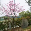 波方公園・河津桜