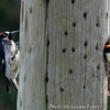 電柱大好きな Acorn Woodpecker （エイコーン　ウッドペッカー） 