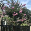 百日紅