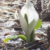 沢尻湿原の水芭蕉など