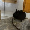 くろごまあん二世 85日目