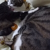猫が拗ねた時の話