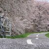 みちのく自転車道、桜吹雪。