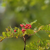 8月30日　銀泉台・赤岳・緑岳の草紅葉も始まってます！