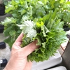 紫蘇が茂る