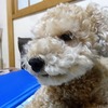 ニゴくん鼻にカビのような傷