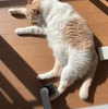 太陽が恋しい