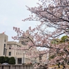 国会の桜も満開