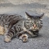 【花とか猫とか】望遠ズームレンズがあると撮影の幅が広がるね♪【シグマ 70-300mm F4-5.6 DG MACRO】