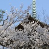 道成寺の桜＃１０