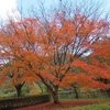 紅葉２０２４　天理ダム