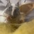 しろごまあん1693日目